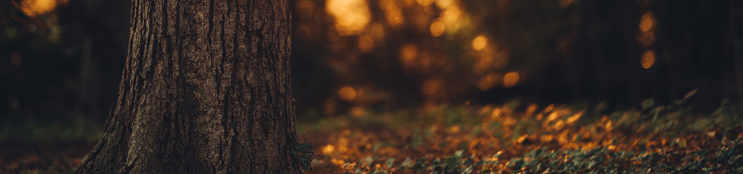 Baum im Wald